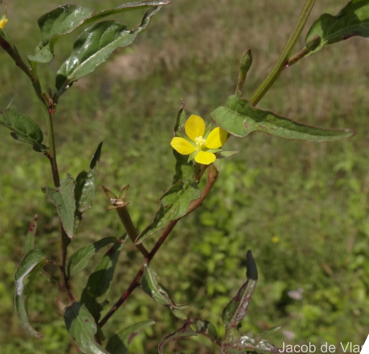 Ludwigia hyssopifolia (G.Don) Exell